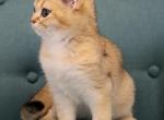 Nala Golden chinchilla female kitten - British Shorthair Cat For Sale - Miami&comma; FL&comma; US