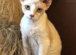 George - Devon Rex Cat For Sale - Mocksville&comma; NC&comma; US