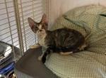 Sam - Devon Rex Cat For Sale - Mocksville&comma; NC&comma; US