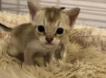Bella's babies - Singapura Cat For Sale - Mocksville&comma; NC&comma; US