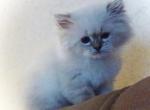 CFA Registered Male Blue Point Himalayan Kitten - Himalayan Cat For Sale - Perry&comma; FL&comma; US
