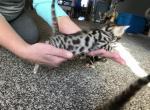Simba & Kiaras Kittens - Bengal Cat For Sale - Litchfield&comma; IL&comma; US