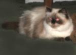 Registered Himalayan Seal Point Female - Himalayan Cat For Sale - Perry&comma; FL&comma; US