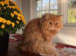 Available exstreme profile purebred Persian - Persian Cat For Sale - Sheridan&comma; MI&comma; US