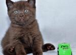 Jake chocolate color Brirish shorthair male kitten - British Shorthair Cat For Sale - Miami&comma; FL&comma; US
