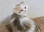 Lovable Persian Male Kitten - Persian Cat For Sale - Perry&comma; FL&comma; US