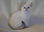 Cesar British kitten with blue eyes - British Shorthair Cat For Sale - Miami&comma; FL&comma; US