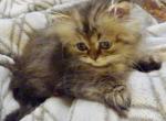 Adorable CFA Registered Female Tabby Persian - Persian Cat For Sale - Perry&comma; FL&comma; US