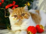 Alexa Exotic shorthair female - Exotic Cat For Sale - Miami&comma; FL&comma; US
