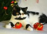 Atos Exotic shorthair male kitten - Exotic Cat For Sale - Miami&comma; FL&comma; US