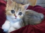 Registered CFA Male Tabby Calico Persian Kitten - Persian Cat For Sale - Perry&comma; FL&comma; US