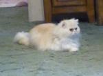 Registered CFA Gorgeous Male Buff Persian - Persian Cat For Sale - Perry&comma; FL&comma; US