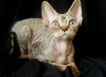 Freya black tiger Devon Rex - Devon Rex Cat For Sale - Miami&comma; FL&comma; US
