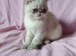 luna - Exotic Cat For Sale - Miami&comma; FL&comma; US