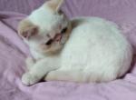 Ryder - Exotic Cat For Sale - Miami&comma; FL&comma; US
