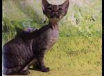 Eberica brown tabby Devon Rex - Devon Rex Cat For Sale - Miami&comma; FL&comma; US