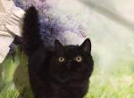 Chacki black color Exotic shorthair - Exotic Cat For Sale - Miami&comma; FL&comma; US