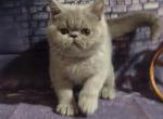 Stefania lilac blue Exotic shorthair kitten - Exotic Cat For Sale - Miami&comma; FL&comma; US