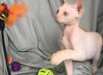 CowboyClaws RedLite - Devon Rex Cat For Sale - Dallas&comma; TX&comma; US