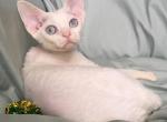 Cowboyclaws LoverBoy - Devon Rex Cat For Sale - Dallas&comma; TX&comma; US
