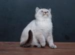 Xury silver shaded British shorthair female - British Shorthair Cat For Sale - Miami&comma; FL&comma; US