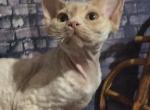 Royal Elf Edic male Devon Rex kitten - Devon Rex Cat For Sale - Miami&comma; FL&comma; US