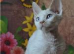 Ula Devon Rex female kitten - Devon Rex Cat For Sale - Miami&comma; FL&comma; US