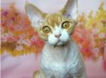 UA Indigo Devon Rex male kitten - Devon Rex Cat For Sale - Miami&comma; FL&comma; US