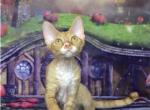 UA Indiana Devon Rex female kitten - Devon Rex Cat For Sale - Miami&comma; FL&comma; US