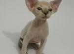 Royal Elf Ernesto Devon Rex male kitten - Devon Rex Cat For Sale - Miami&comma; FL&comma; US