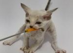 Royal Elvin Ernesto Devon Rex male kitten - Devon Rex Cat For Sale - Miami&comma; FL&comma; US