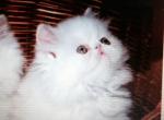 Frosty - Persian Cat For Sale - Atlanta&comma; GA&comma; US