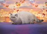 Little Raccon Exotic shorthair cat - Exotic Cat For Sale - Miami&comma; FL&comma; US