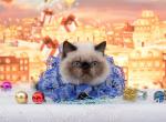 Iskander seal point Exotic shorthair male kitten - Exotic Cat For Sale - Miami&comma; FL&comma; US