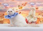 Snegurochka Exotic shorthair linx point - Exotic Cat For Sale - Miami&comma; FL&comma; US
