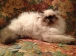 Mistletoe - Himalayan Cat For Sale - Atlanta&comma; GA&comma; US