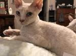 Fred - Devon Rex Cat For Sale - Mocksville&comma; NC&comma; US