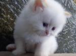 Lovable CFA Registered Flame Point Himalayan - Himalayan Cat For Sale - Perry&comma; FL&comma; US