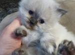 CFA Registered Seal Point Torte Himalayan Female K - Himalayan Cat For Sale - Perry&comma; FL&comma; US