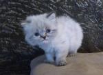 Adorable CFA Registered Torte Himalayan Male Kitte - Himalayan Cat For Sale - Perry&comma; FL&comma; US