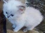 CFA Registered Female Blue Point Himalayan Kitten - Himalayan Cat For Sale - Perry&comma; FL&comma; US