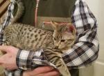 Clara F3 - Savannah Cat For Sale - New Holland&comma; PA&comma; US