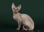 Freya Devon Rex female kitten in a brown tabby col - Devon Rex Cat For Sale - Miami&comma; FL&comma; US