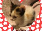 Annie - Munchkin Cat For Sale - FL&comma; US