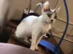 Ida - Devon Rex Cat For Sale - Mocksville&comma; NC&comma; US