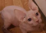 Blue Eyed White Sphynx Boy - Sphynx Cat For Sale - Dallas&comma; TX&comma; US