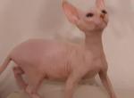 Green Eyed White Sphynx Girl - Sphynx Cat For Sale - Dallas&comma; TX&comma; US