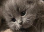 Blue Doll Face Persian Female Kitten - Persian Cat For Sale - Biglerville&comma; PA&comma; US