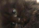 Black Doll Face Persian Male kitten - Persian Cat For Sale - Biglerville&comma; PA&comma; US