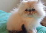 Seal lynx point kitten - Himalayan Cat For Sale - Satellite Beach&comma; FL&comma; US